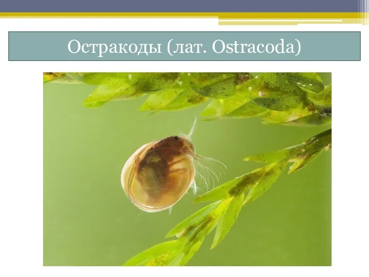 Остракоды (лат. Ostracoda)