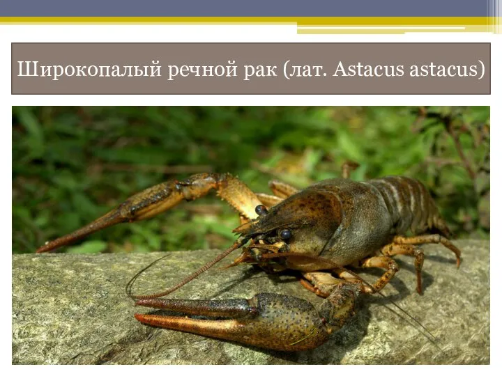 Широкопалый речной рак (лат. Astacus astacus)