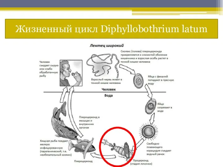 Жизненный цикл Diphyllobothrium latum