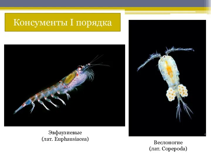 Эвфаузиевые (лат. Euphausiacea) Веслоногие (лат. Copepoda) Консументы I порядка