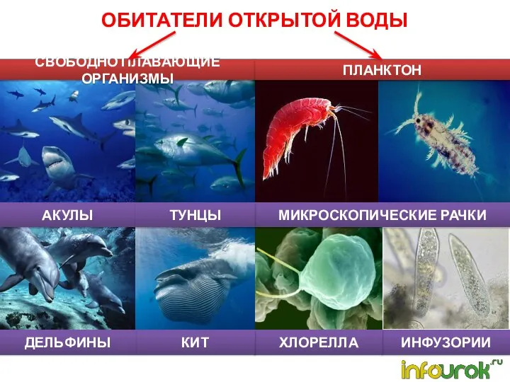 ОБИТАТЕЛИ ОТКРЫТОЙ ВОДЫ СВОБОДНО ПЛАВАЮЩИЕ ОРГАНИЗМЫ ПЛАНКТОН МИКРОСКОПИЧЕСКИЕ РАЧКИ ИНФУЗОРИИ ХЛОРЕЛЛА КИТ ДЕЛЬФИНЫ АКУЛЫ ТУНЦЫ