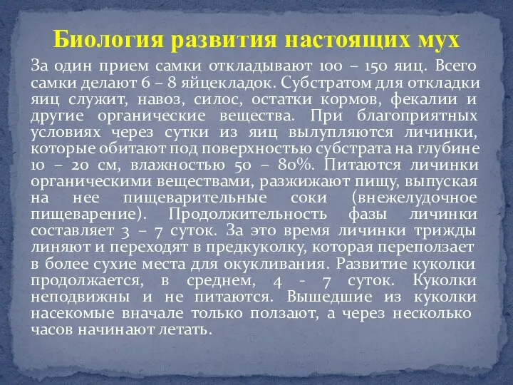 За один прием самки откладывают 100 – 150 яиц. Всего самки