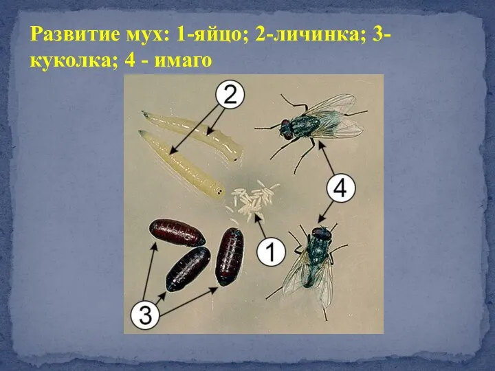 Развитие мух: 1-яйцо; 2-личинка; 3-куколка; 4 - имаго