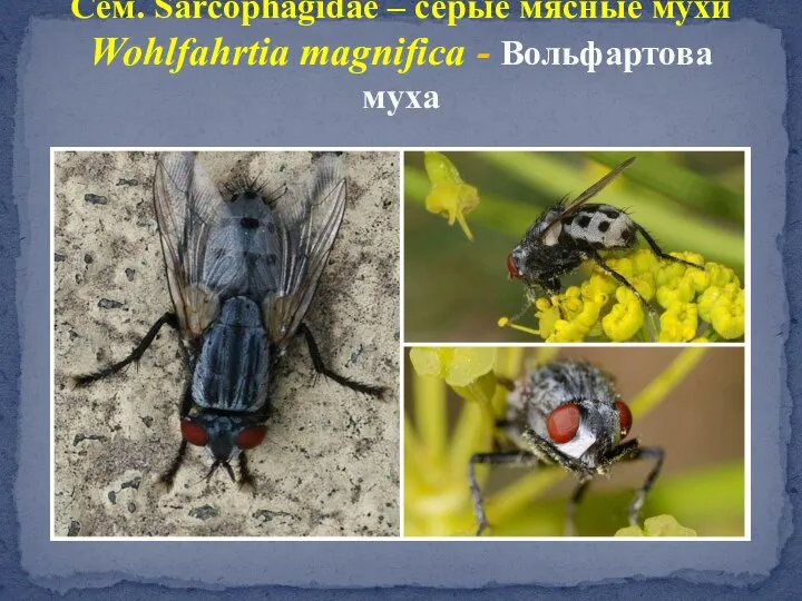 Сем. Sarcophagidae – серые мясные мухи Wohlfahrtia magnifica - Вольфартова муха