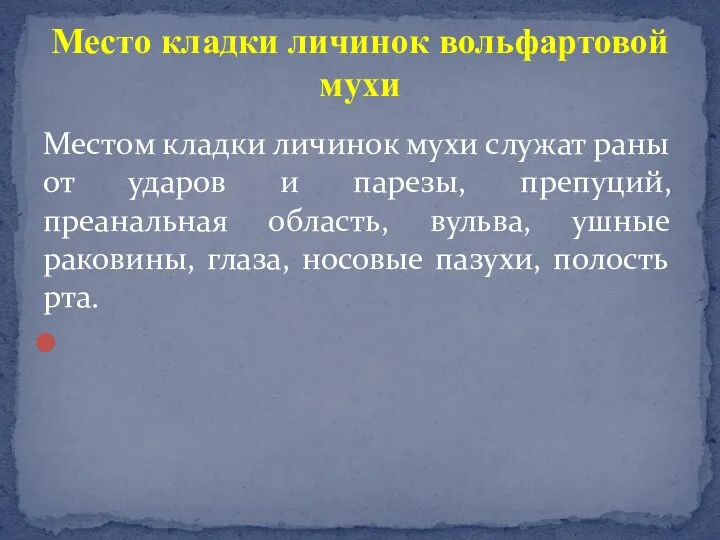 Местом кладки личинок мухи служат раны от ударов и парезы, препуций,