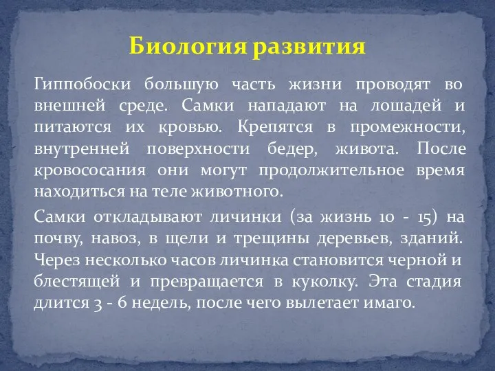 Гиппобоски большую часть жизни проводят во внешней среде. Самки нападают на