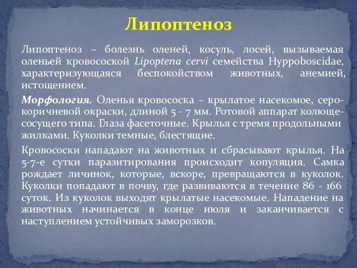 Липоптеноз – болезнь оленей, косуль, лосей, вызываемая оленьей кровосоской Lipoptena cervi