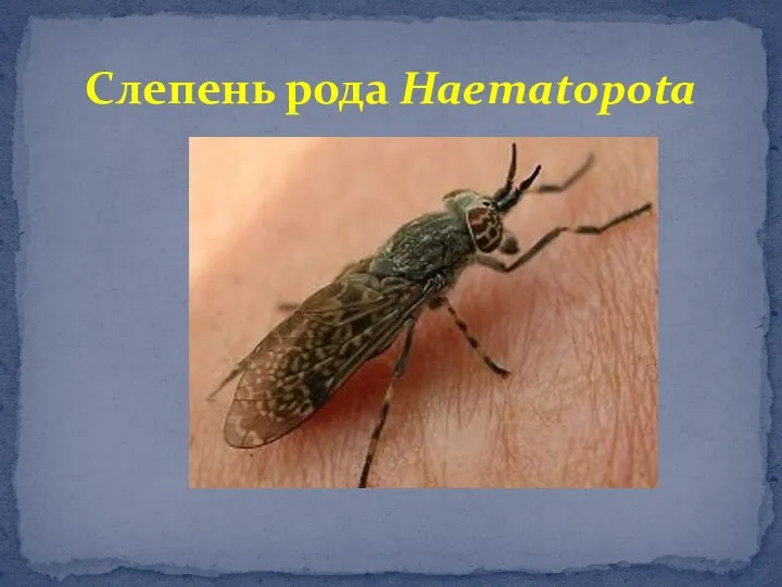 Слепень рода Haematopota