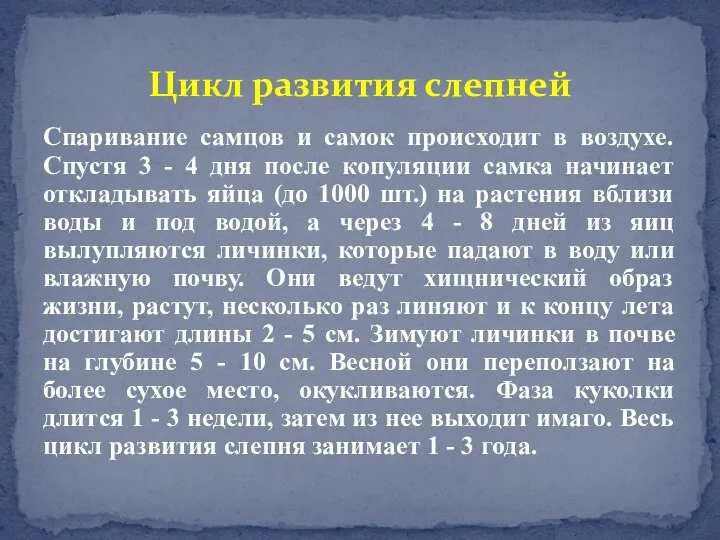 Спаривание самцов и самок происходит в воздухе. Спустя 3 - 4