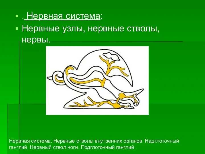 . Нервная система: Нервные узлы, нервные стволы, нервы. Нервная система. Нервные