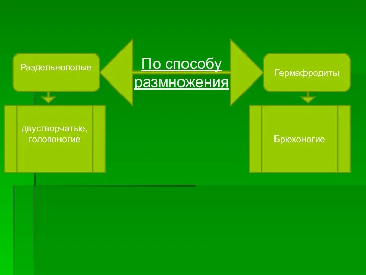 По способу размножения Раздельнополые Гермафродиты двустворчатые, головоногие Брюхоногие