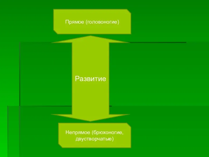 Развитие Прямое (головоногие) Непрямое (брюхоногие, двустворчатые)