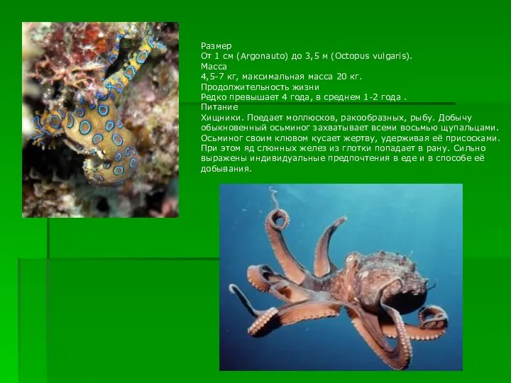 Размер От 1 см (Argonauto) до 3,5 м (Octopus vulgaris). Масса