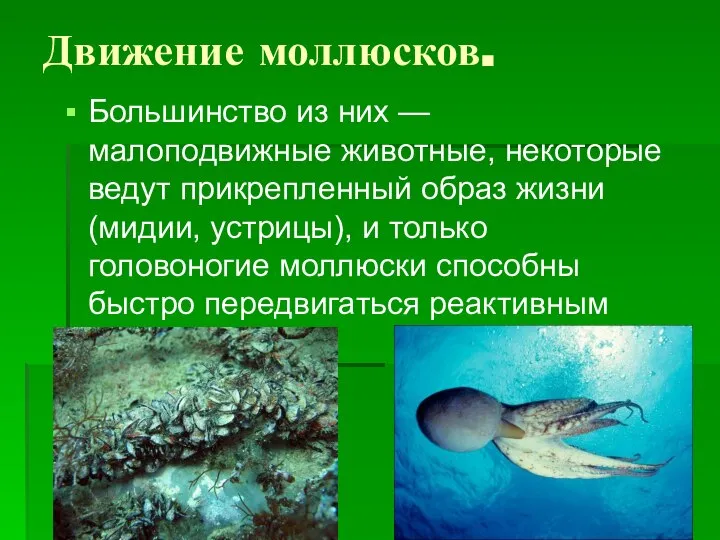 Движение моллюсков. Большинство из них — малоподвижные животные, некоторые ведут прикрепленный