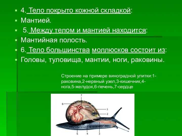 4. Тело покрыто кожной складкой: Мантией. 5. Между телом и мантией