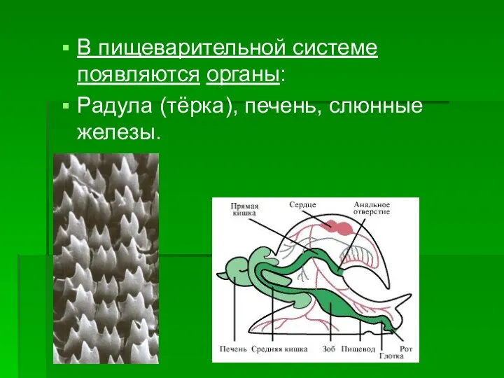 В пищеварительной системе появляются органы: Радула (тёрка), печень, слюнные железы.