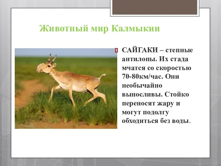 Животный мир Калмыкии САЙГАКИ – степные антилопы. Их стада мчатся со