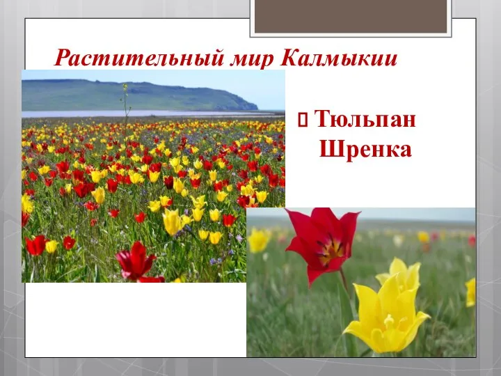 Растительный мир Калмыкии Тюльпан Шренка