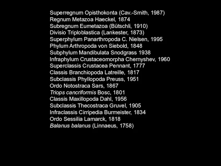 Superregnum Opisthokonta (Cav.-Smith, 1987) Regnum Metazoa Haeckel, 1874 Subregnum Eumetazoa (Bütschli,