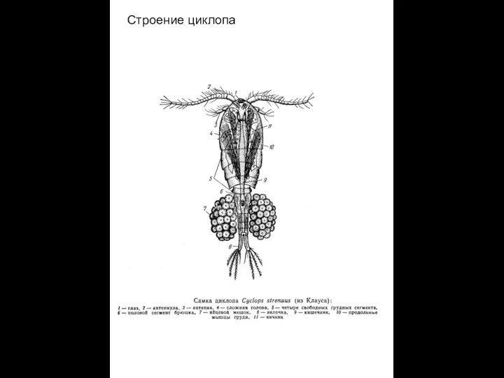 Строение циклопа