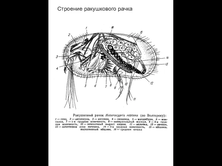 Строение ракушкового рачка