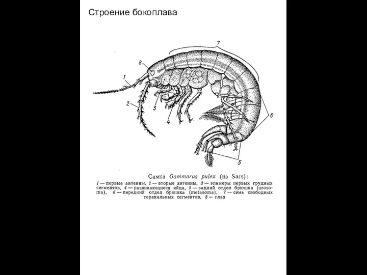 Строение бокоплава