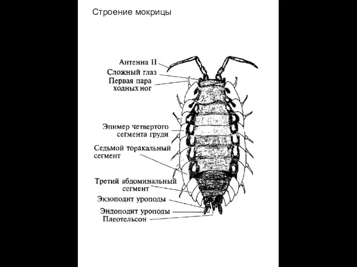 Строение мокрицы