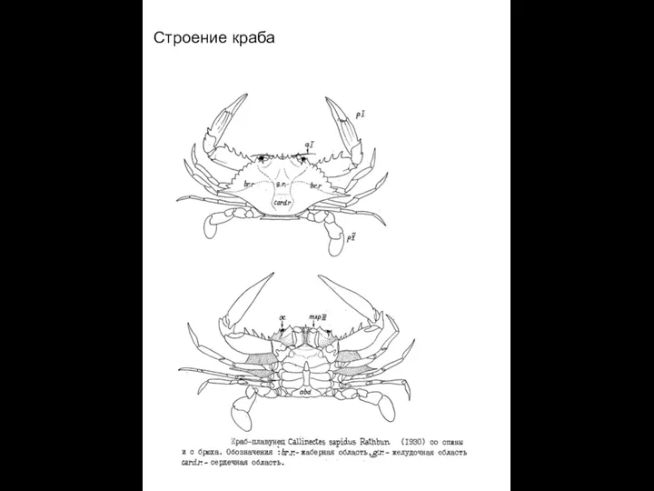 Строение краба