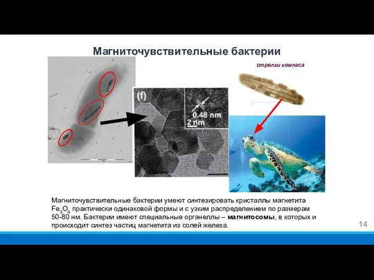 Магниточувствительные бактерии умеют синтезировать кристаллы магнетита Fe3O4 практически одинаковой формы и