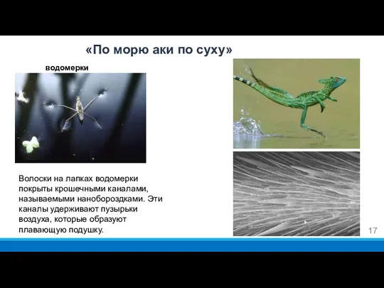 «По морю аки по суху» водомерки Волоски на лапках водомерки покрыты