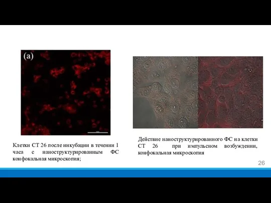 Клетки СТ 26 после инкубации в течении 1 часа с наноструктурированным