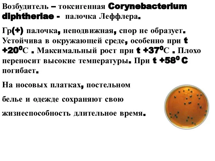 Возбудитель – токсигенная Corynebacterium diphtheriae - палочка Леффлера. Гр(+) палочка, неподвижная,