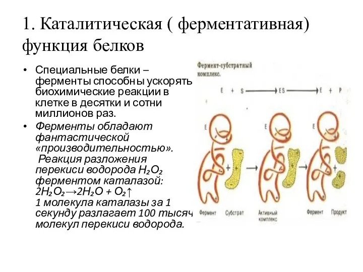 1. Каталитическая ( ферментативная) функция белков Специальные белки – ферменты способны