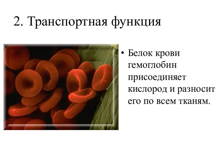 2. Транспортная функция Белок крови гемоглобин присоединяет кислород и разносит его по всем тканям.