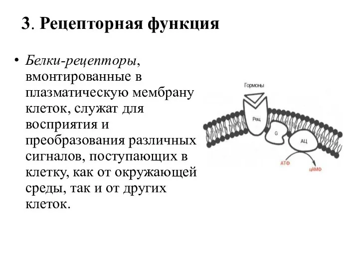 3. Рецепторная функция Белки-рецепторы, вмонтированные в плазматическую мембрану клеток, служат для