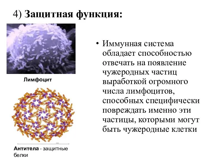 4) Защитная функция: Иммунная система обладает способностью отвечать на появление чужеродных