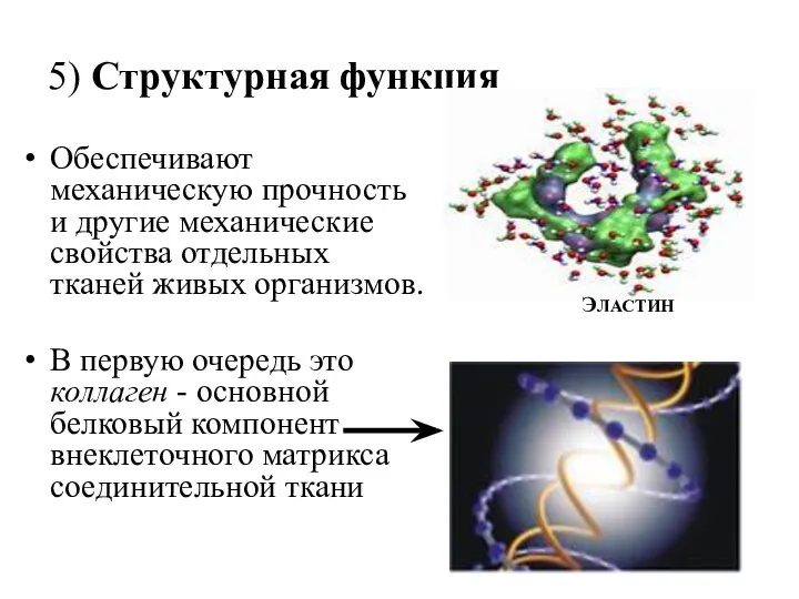 5) Структурная функция Обеспечивают механическую прочность и другие механические свойства отдельных