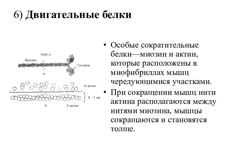 6) Двигательные белки Особые сократительные белки—миозин и актин, которые расположены в