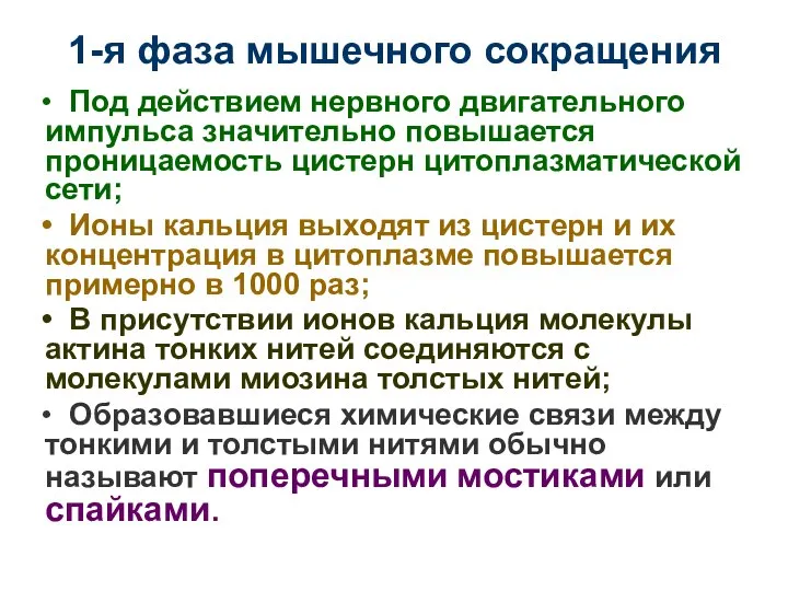 1-я фаза мышечного сокращения Под действием нервного двигательного импульса значительно повышается