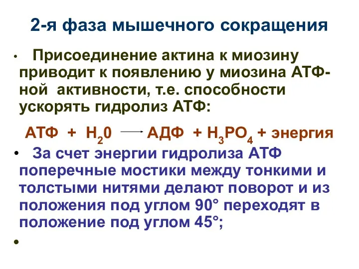 2-я фаза мышечного сокращения Присоединение актина к миозину приводит к появлению