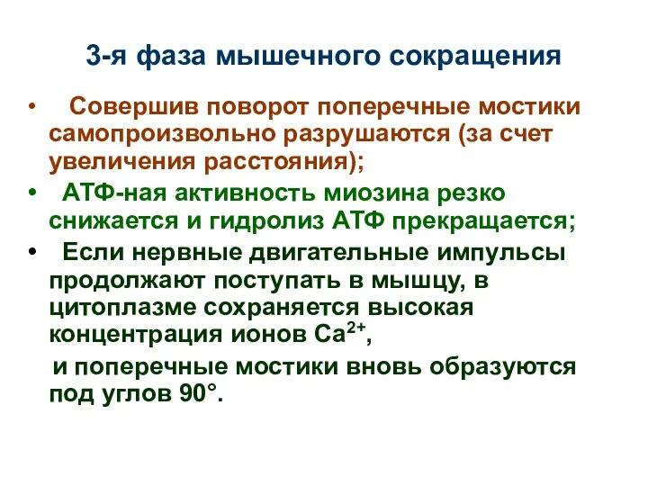 3-я фаза мышечного сокращения Совершив поворот поперечные мостики самопроизвольно разрушаются (за