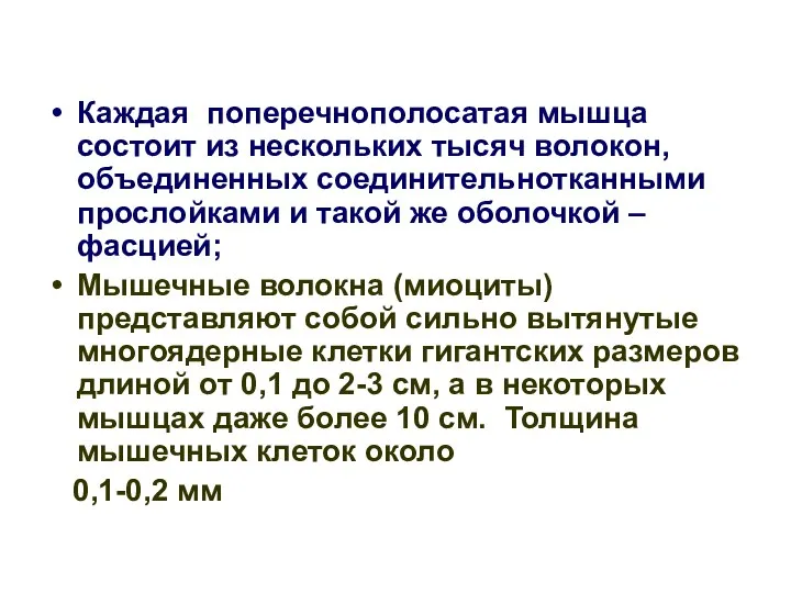 Каждая поперечнополосатая мышца состоит из нескольких тысяч волокон, объединенных соединительнотканными прослойками