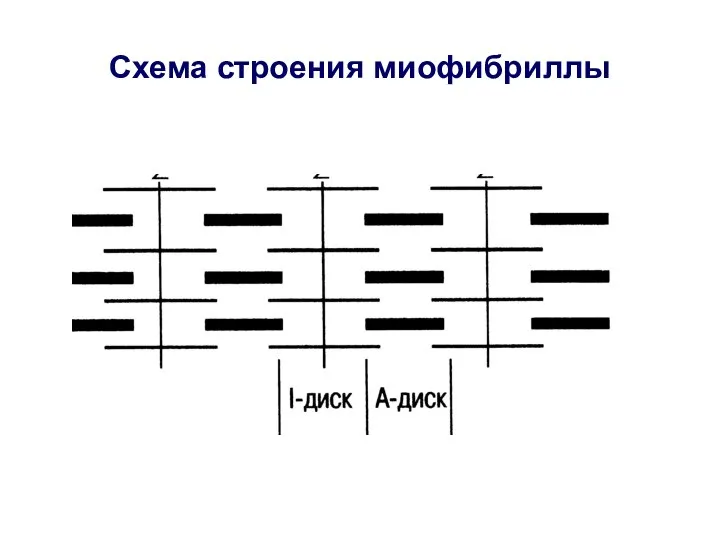 Схема строения миофибриллы