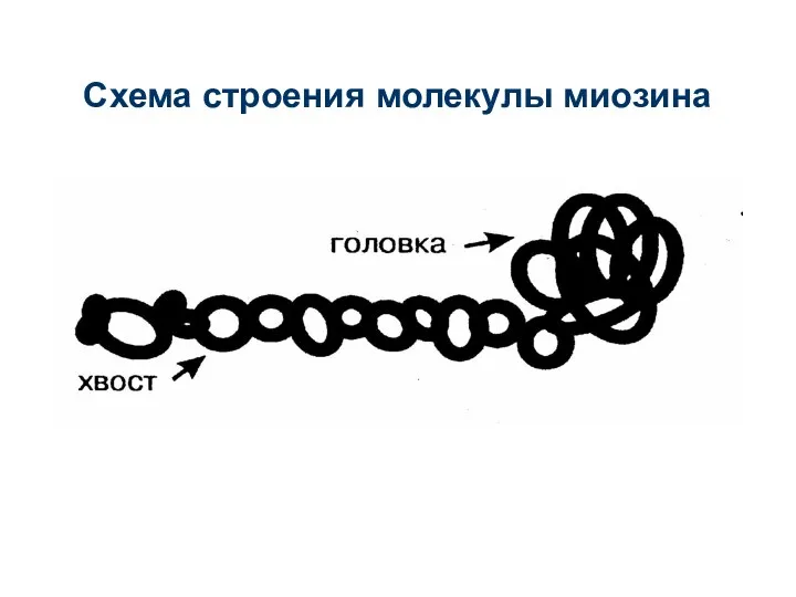 Схема строения молекулы миозина