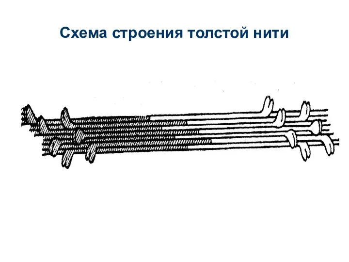 Схема строения толстой нити