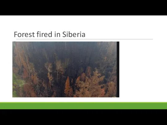 Forest fired in Siberia