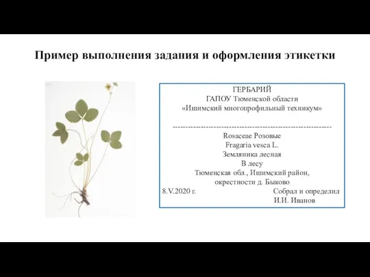 Пример выполнения задания и оформления этикетки ГЕРБАРИЙ ГАПОУ Тюменской области «Ишимский