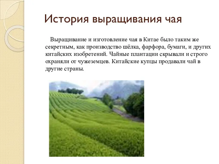 История выращивания чая Выращивание и изготовление чая в Китае было таким