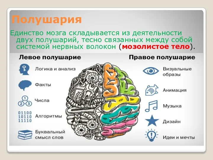 Полушария Единство мозга складывается из деятельности двух полушарий, тесно связанных между