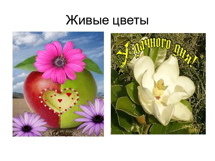 Живые цветы